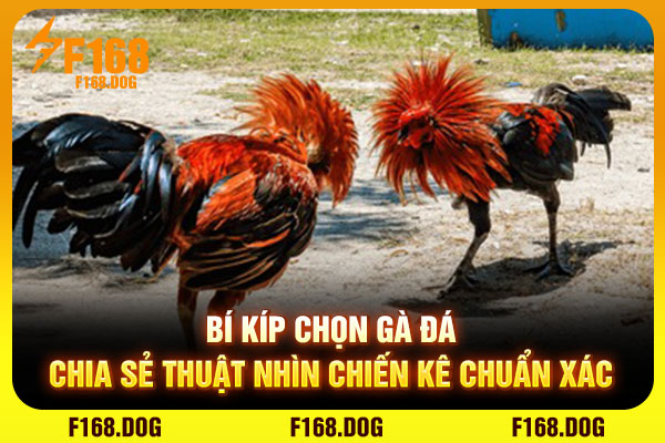 Bí Kíp Chọn Gà Đá - Chia Sẻ Thuật Nhìn Chiến Kê Chuẩn Xác