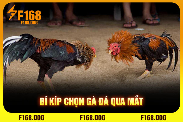 Bí kíp chọn gà đá qua mắt